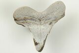 1.5" Cretaceous Ginsu Shark (Cretoxyrhina) Tooth - Kansas - #203307-1